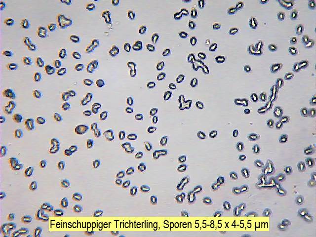 Sporen Feinschuppiger Trichterling